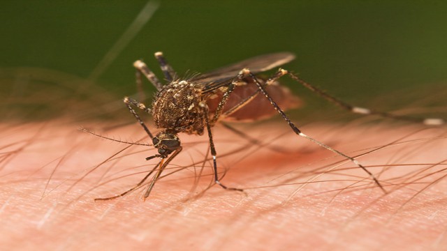 insaugamosquito