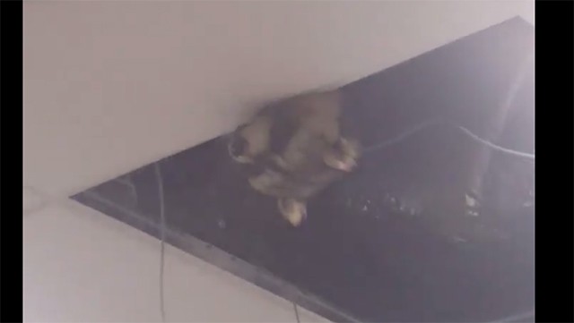 raccoonpearson