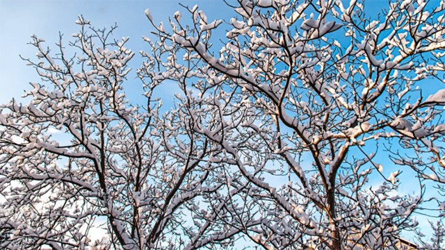 winter_bluesky_branches