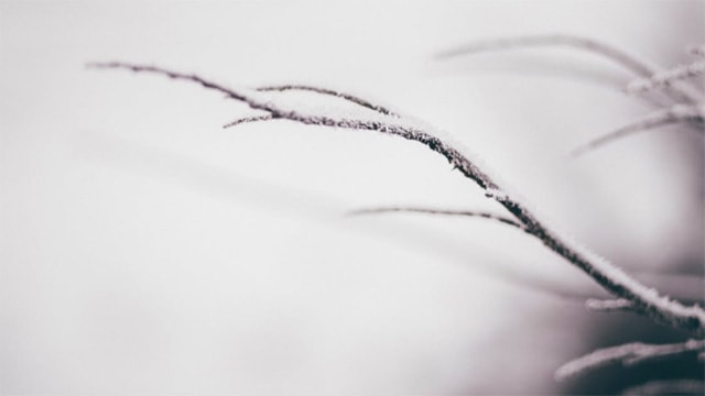 winter_branch_ice