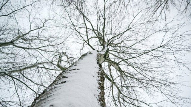 winter_trees2