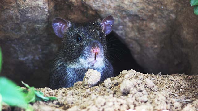 littlerat