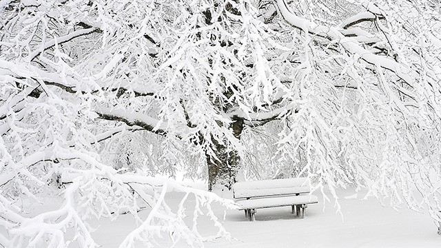 winter_snowy_tree
