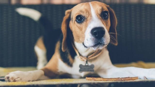 animal-background-beagle-879788