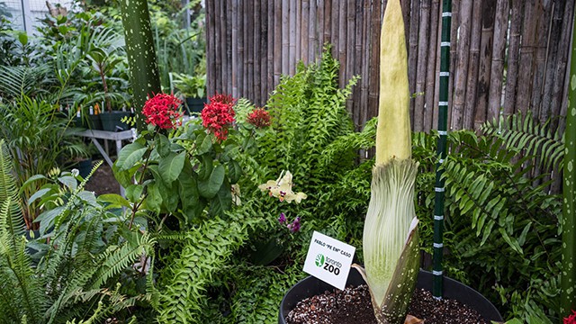 corpseflower