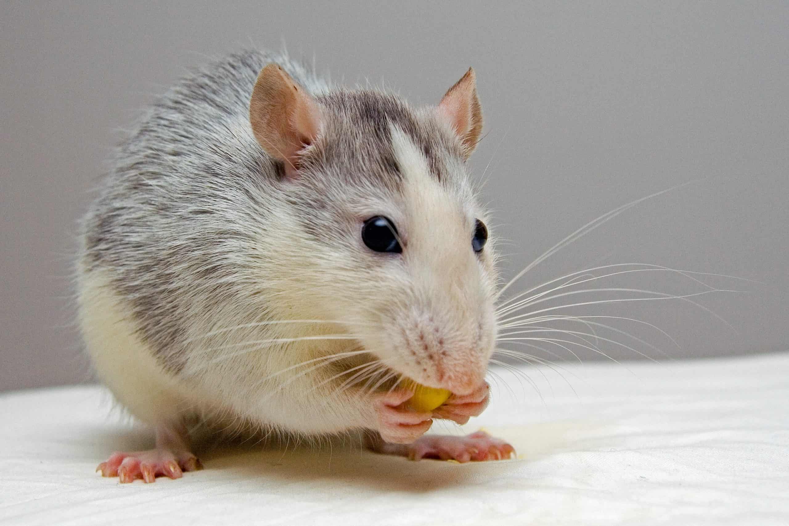 eating-mouse-rat-51340
