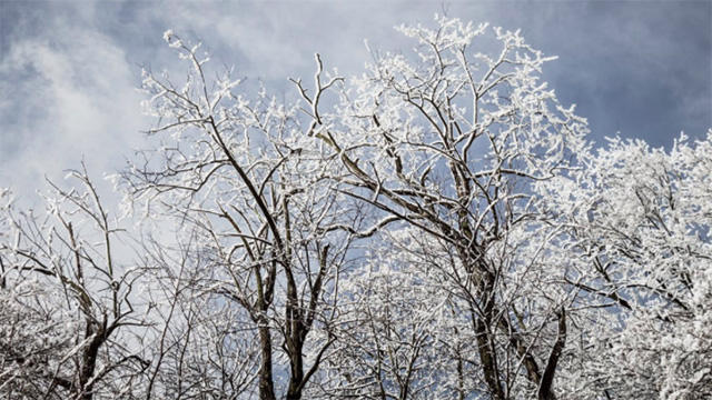 winter_trees3_0_0