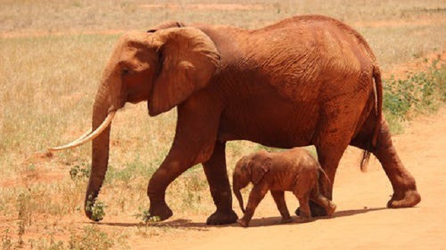 elephant-cub-tsavo-kenya-66898