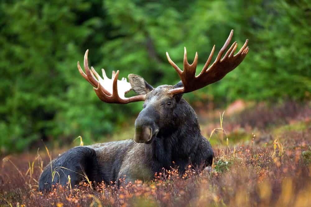 moose-moose-rack-male-bull-76972