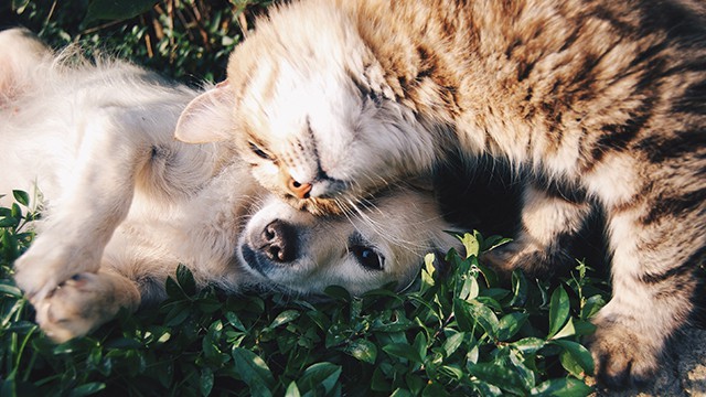 pets