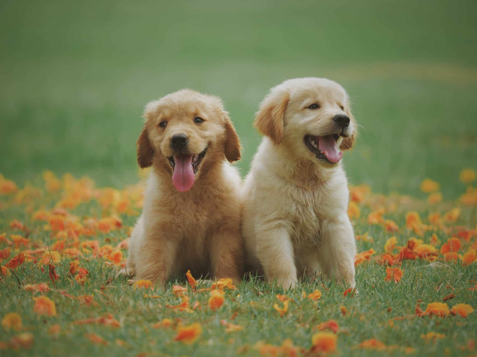 Man charged after puppies found dead or mutilated in Ontario