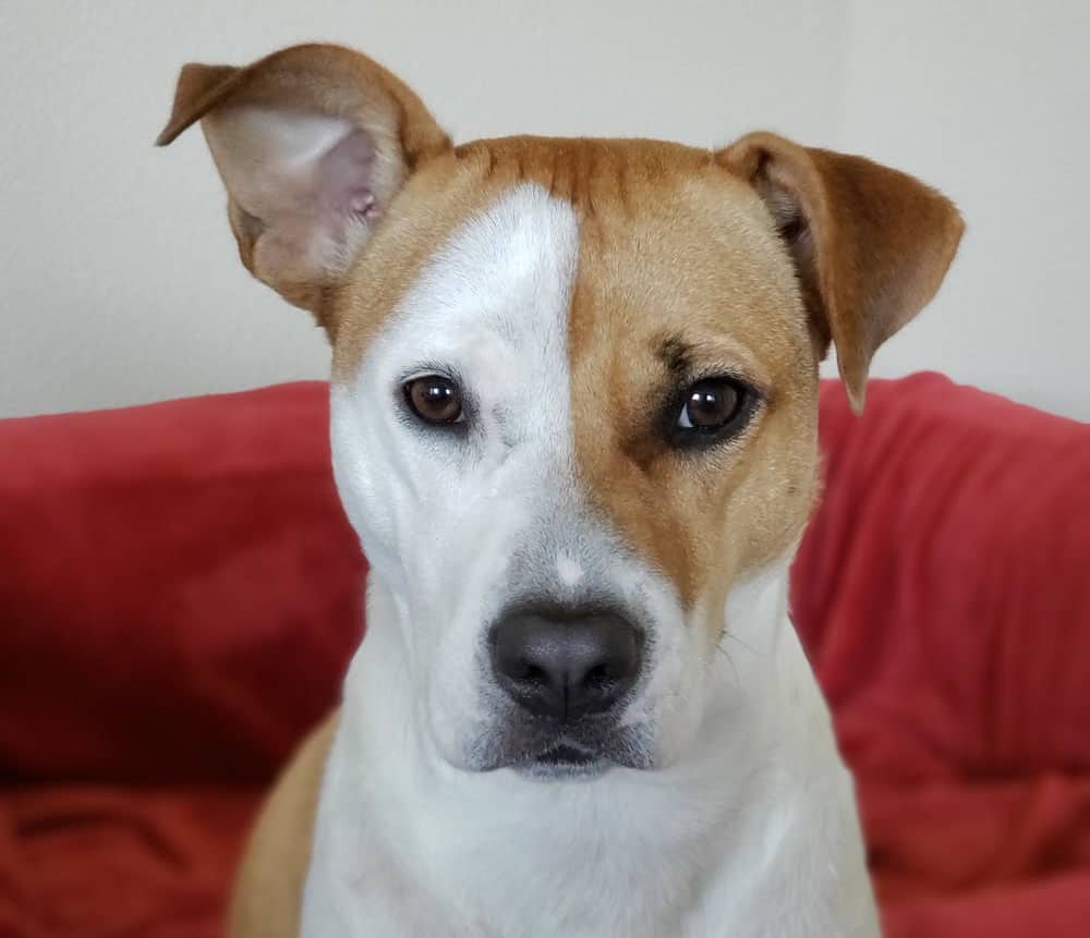pit_bull
