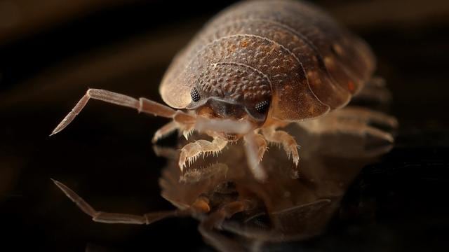 bedbugs