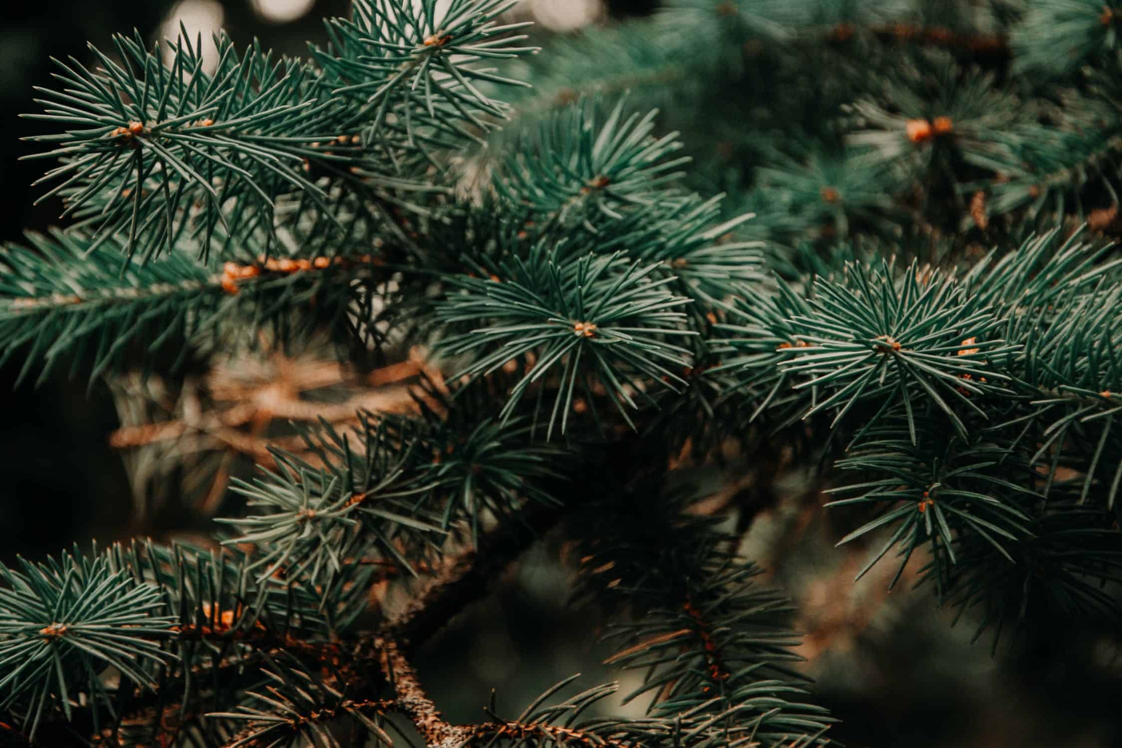 Christmas tree recalled over fire risk in Ontario in Canada