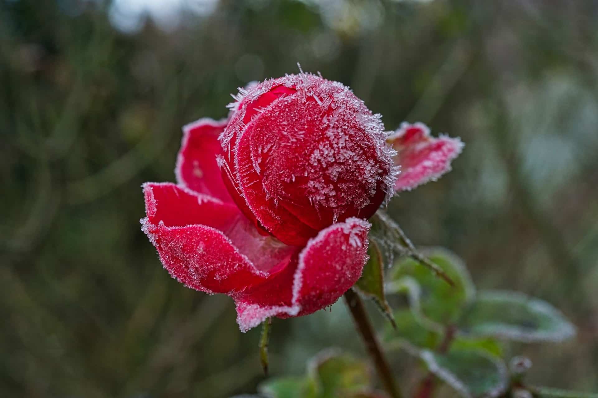 frozen_rose