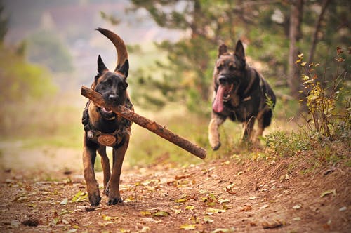 dogs_with_stick