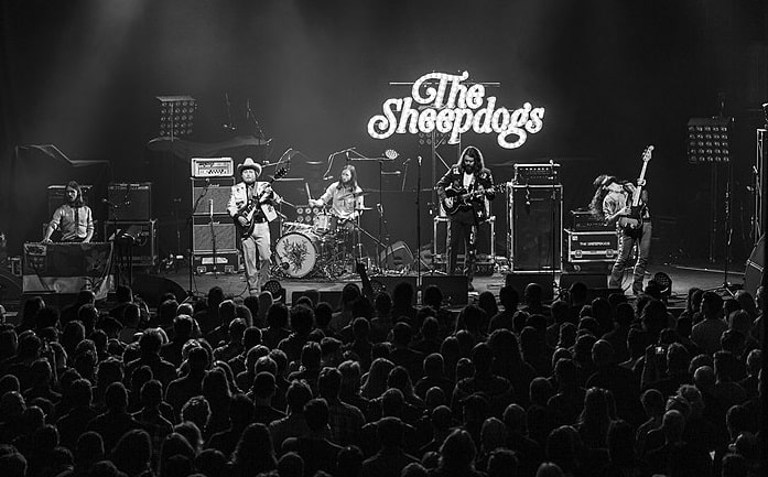 the_sheepdogs