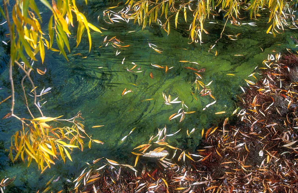 Blue-green algae in a creek.
