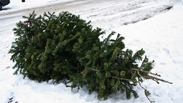 Christmas tree waste garbage recycle Mississauga Brampton Caledon