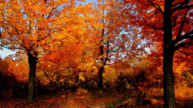 5 Places to See Fall Foliage Outside of Brampton | insauga
