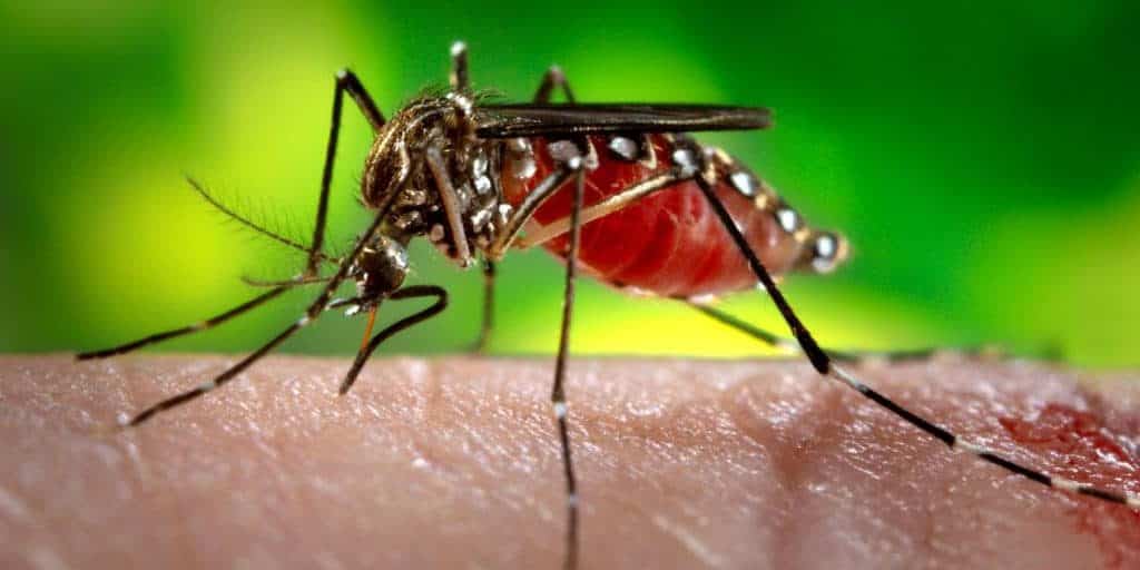 mosquito west nile virus burlington oakville milton halton