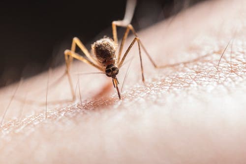 wnv_mosquito