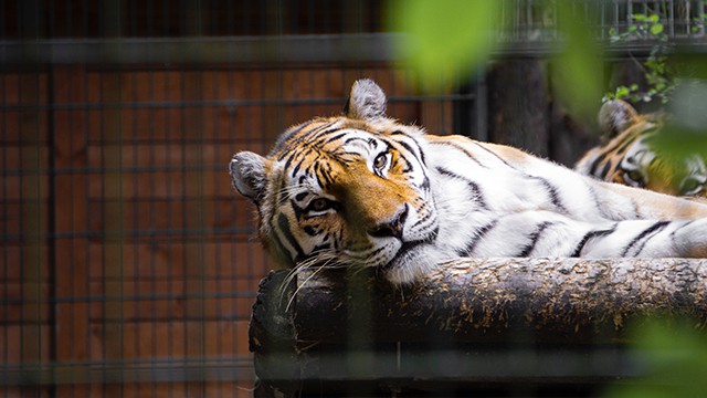 Two Ontario Zoos Ranked as Some of the Cruelest in the World | inBrampton