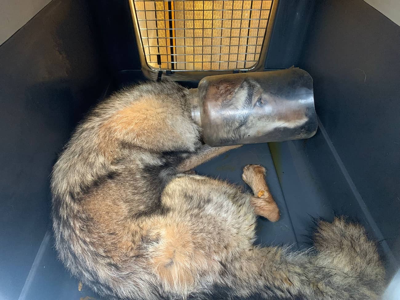 Mississauga coyote rescued