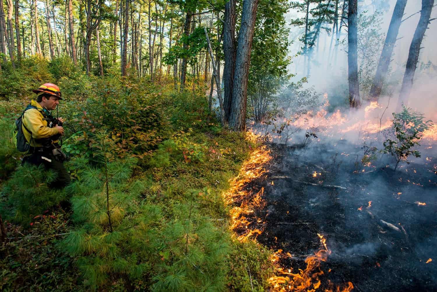 Controlled burn at Mississauga park on Saturday will destroy invasive plants