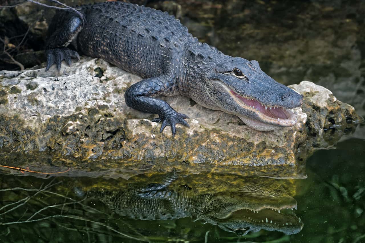 alligator Brampton
