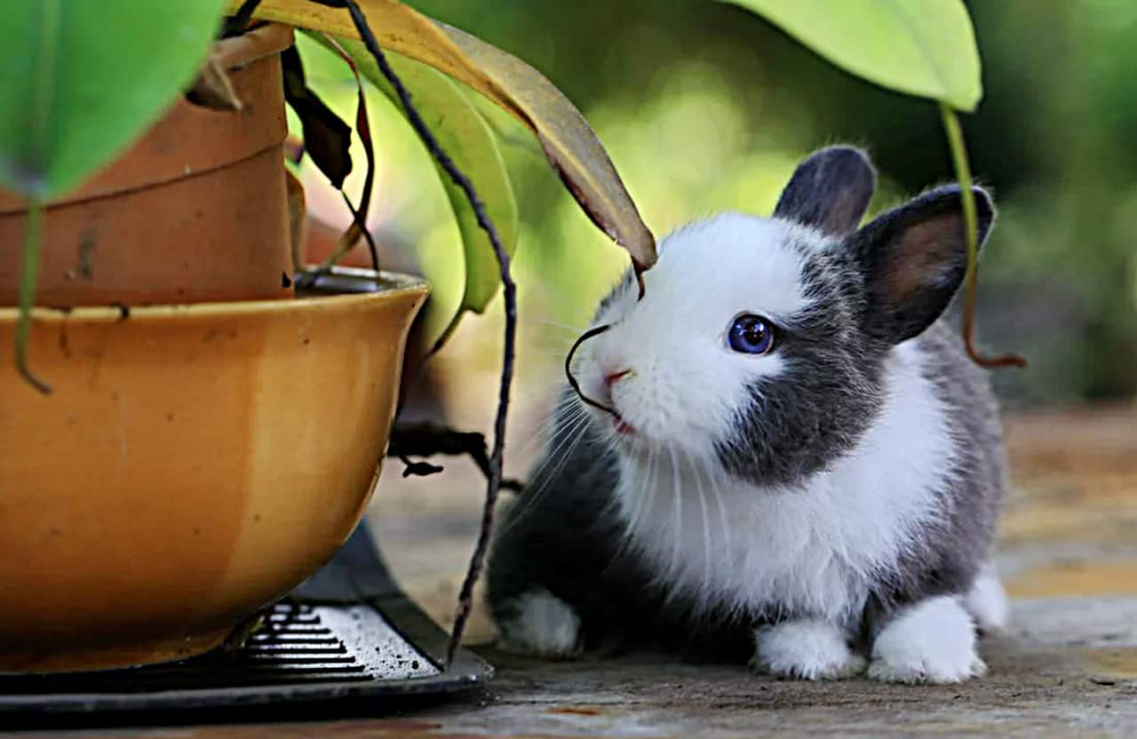 rabbit Mississauga