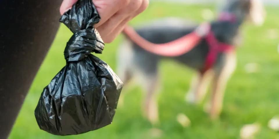 Bags of doggy doo dumped on Mississauga streets, councillor complains