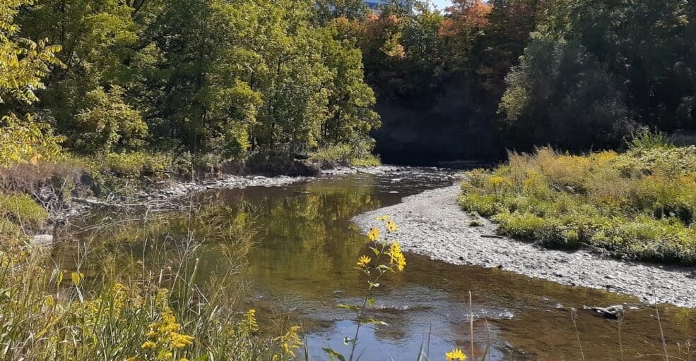 Pearson Airport in Mississauga helps protect nearby creek area and its wildlife
