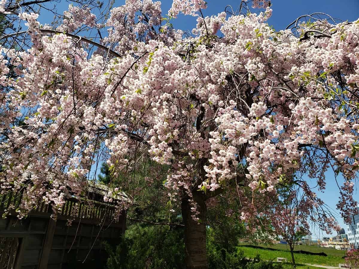 Cherry blossoms are in full bloom at downtown Mississauga park