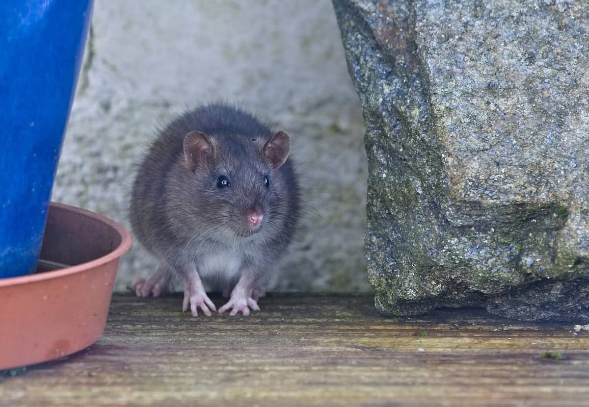 Peel has a plan to help Mississauga homeowners get rid of rats