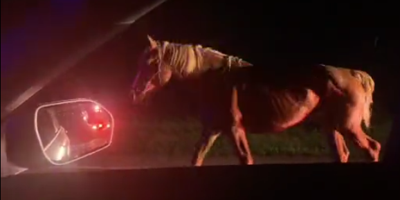 Hamilton Police horse gets loose, takes 5-kilometre stroll through Flamborough
