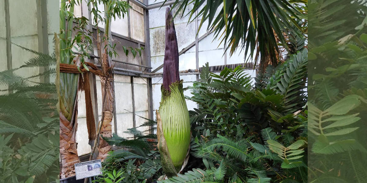 Stinky Arthur: Corpse flower set to bloom at McMaster Greenhouse in Hamilton