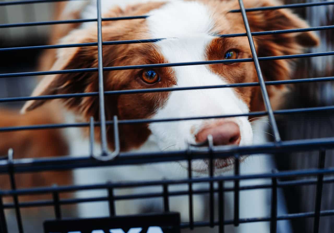 Hundreds of people in Whitby and Pickering get rid of pets as lockdowns end  | inDurham