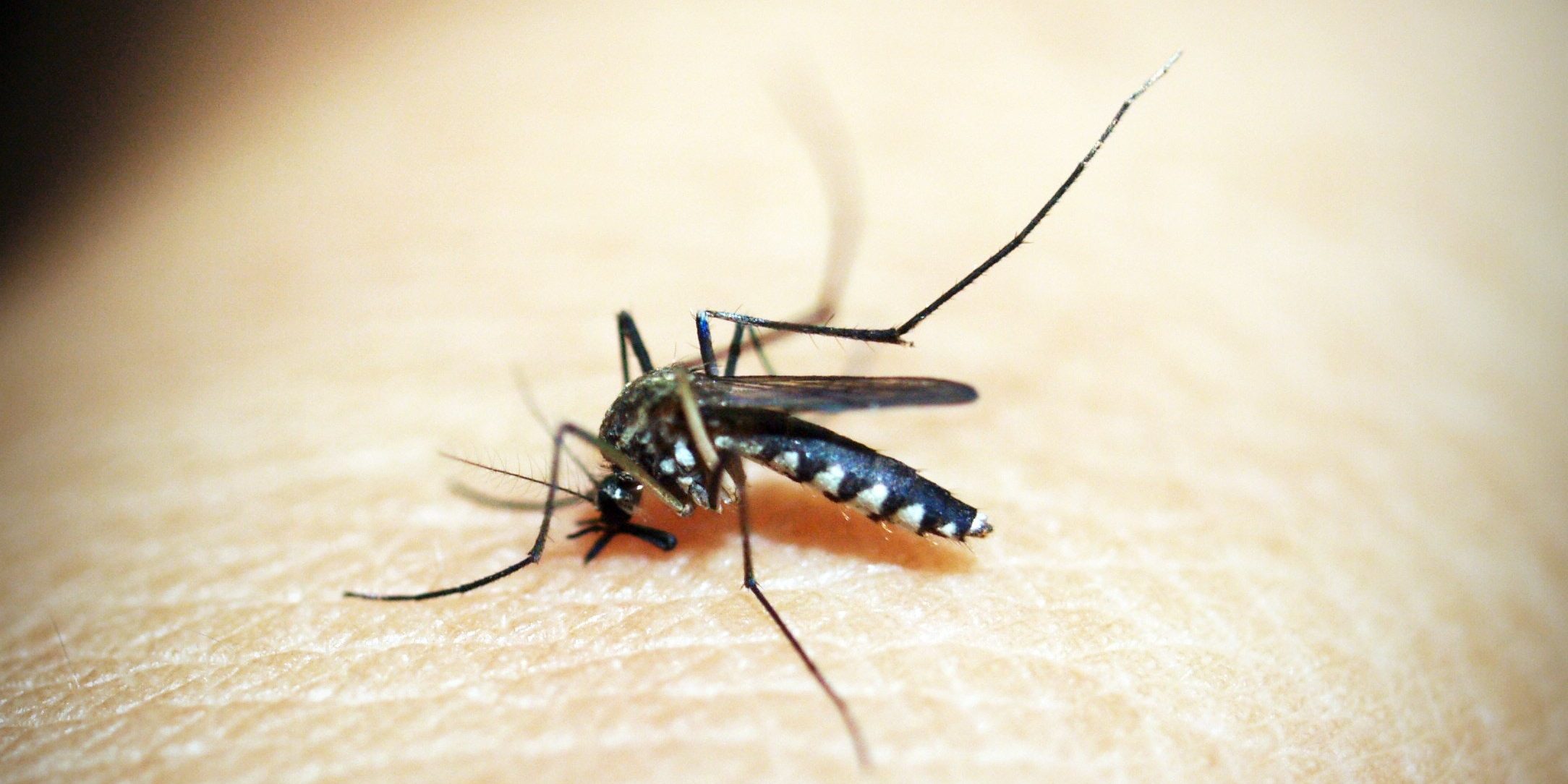 West Nile-infected mosquitos found in Hamilton for 1st time in 2022; risk level upgraded