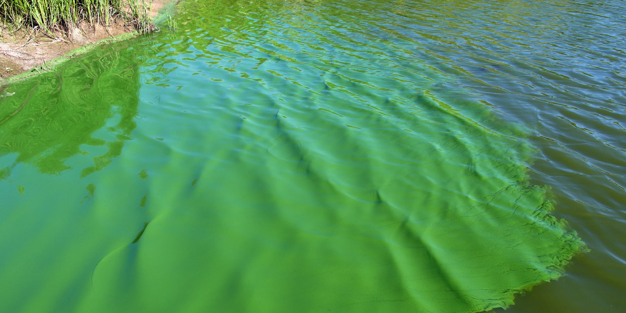 Discovery of smelly toxin-producing algae closes Hamilton's Pier 4 public beach