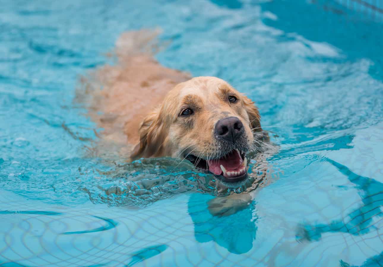 dog pool swim mississauga