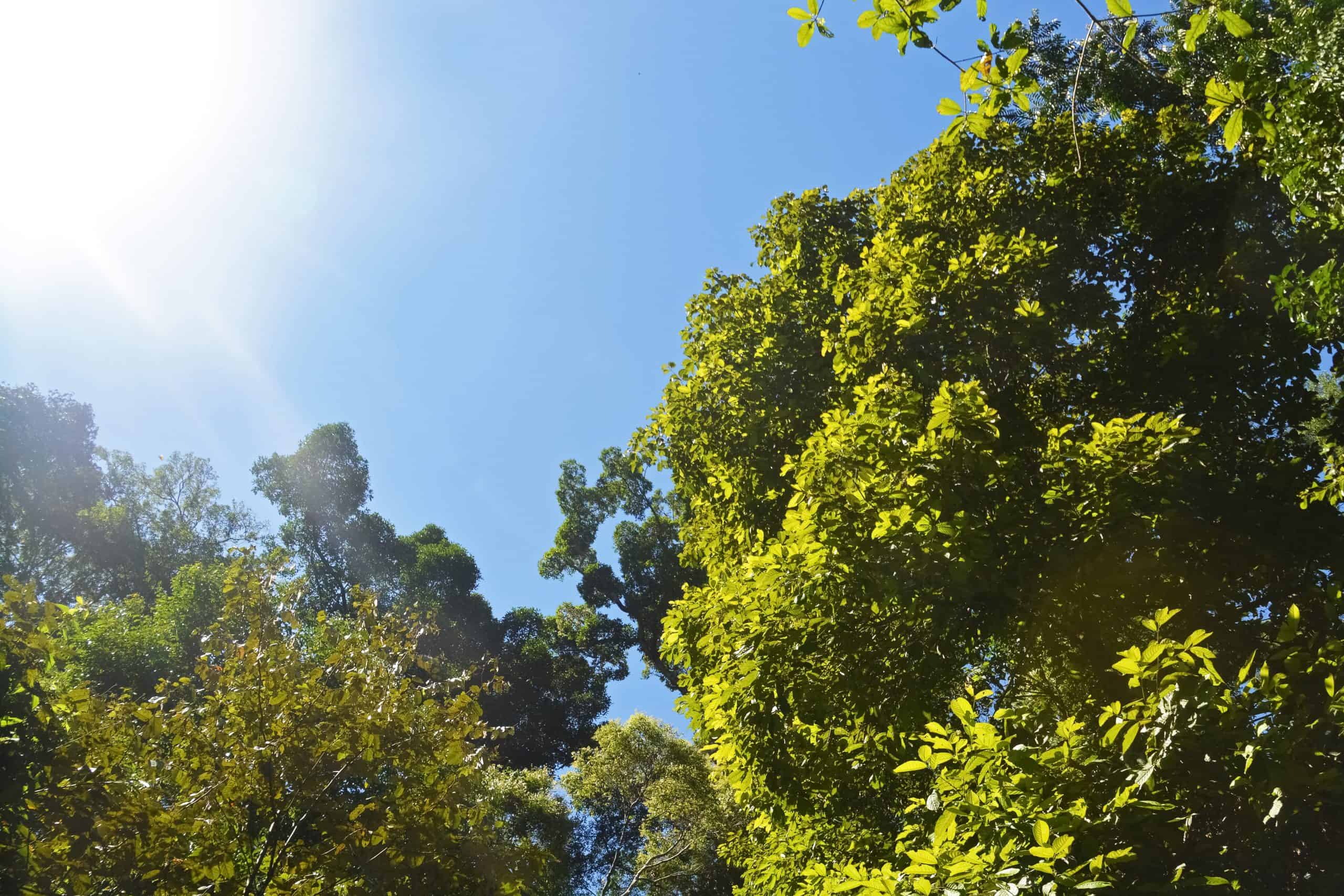 A blue sky with bushy, green, tree canopies.