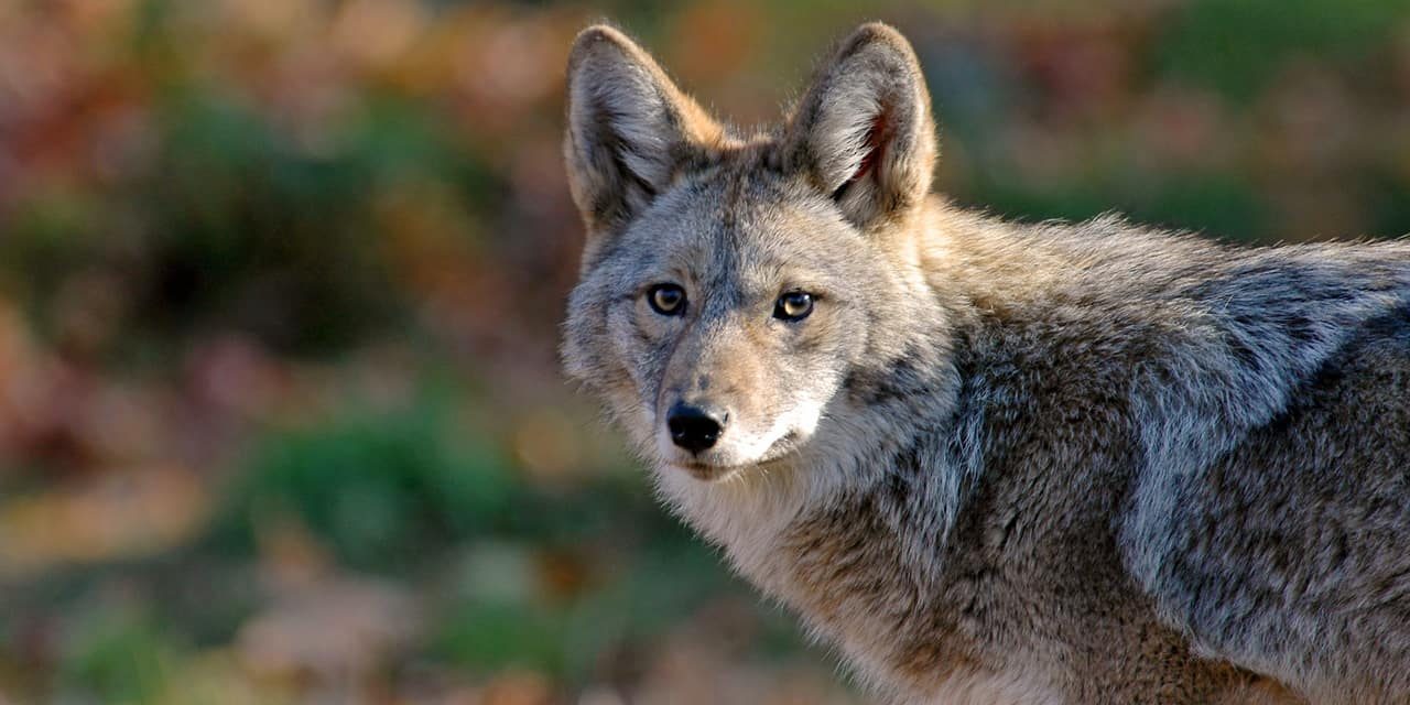 Brampton coyote tracker launches to assist preserve pets and folks secure