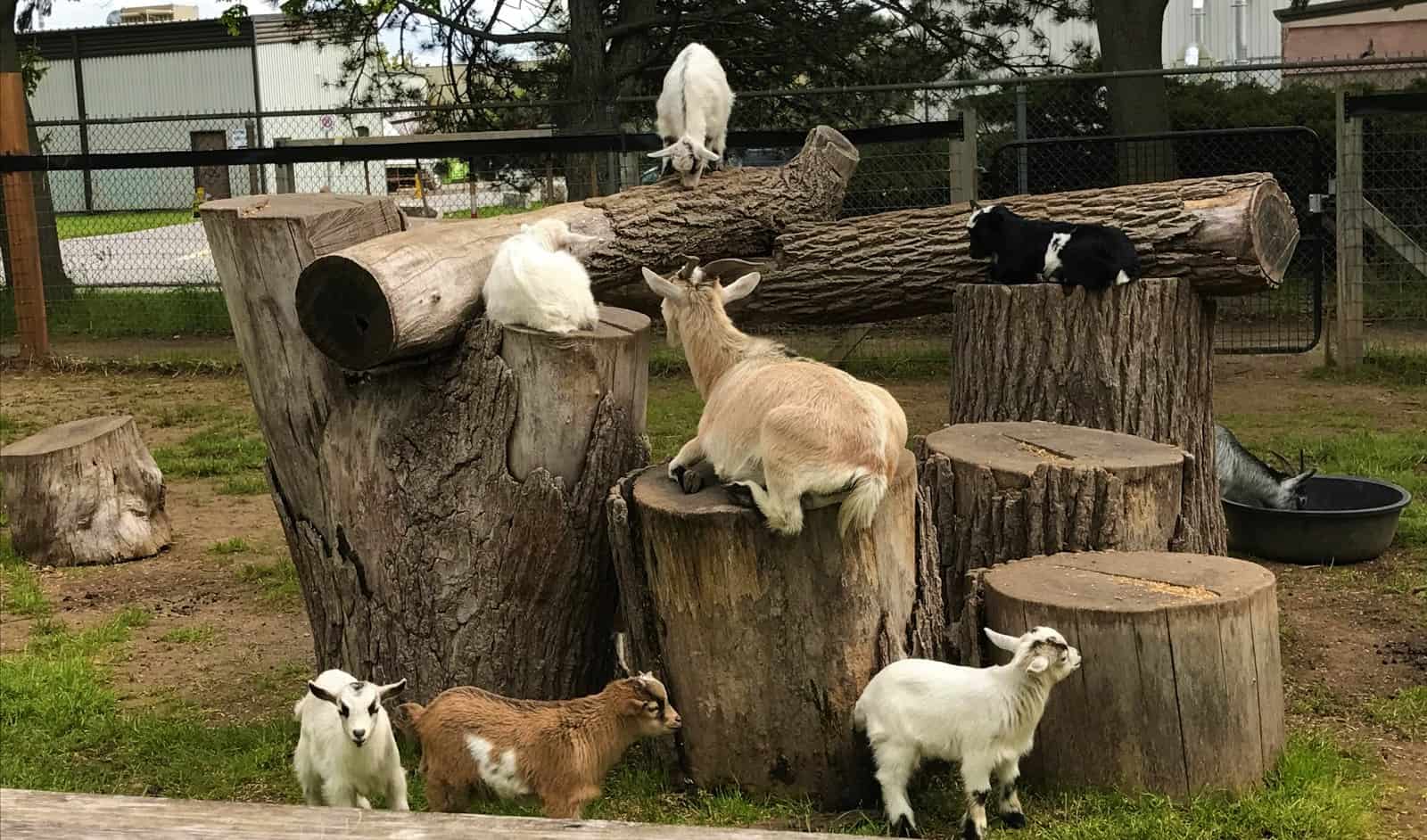 Pumpkinville the last chance to see animals at St. Catharines attraction |  inNiagaraRegion