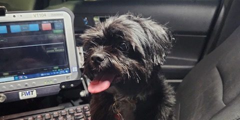 Dog stolen from outside Hamilton business recovered by police