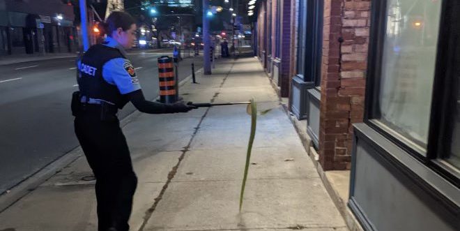 hamilton police snake downtown arrest stolen