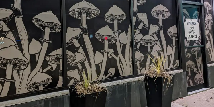 hamilton magic mushrooms shrooms mushroom cabinet psilocybin psilocin psychedelics