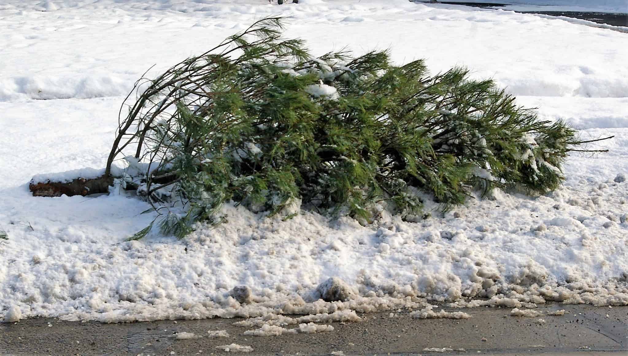 Christmas tree waste garbage recycle Burlington Oakville Milton Halton