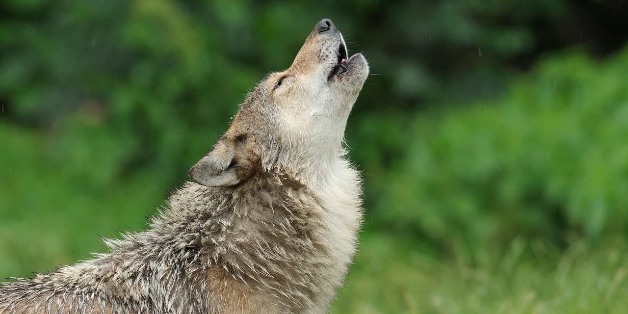 No wolves or 'coywolves' in Mississauga, animal experts say | insauga