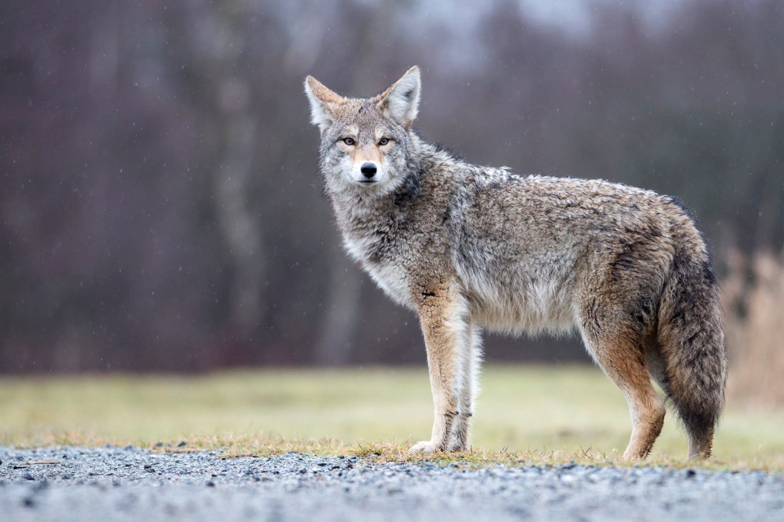 Coyote Sightings At One Per Day In Niagara On The Lake So Far This Year